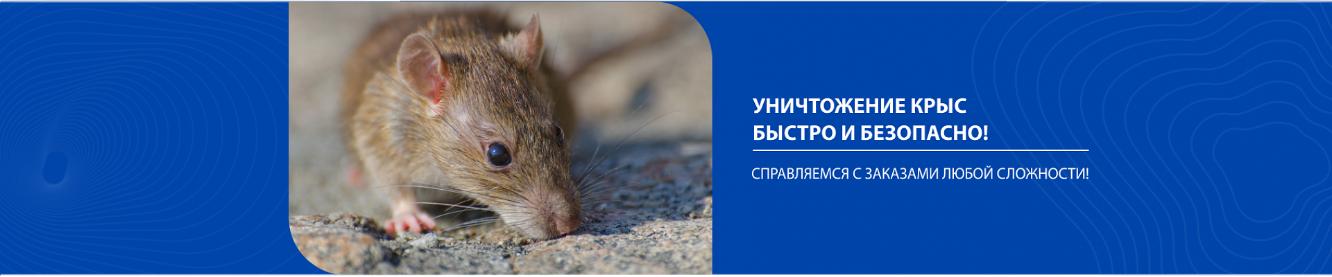 Уничтожение крыс Уничтожение крыс